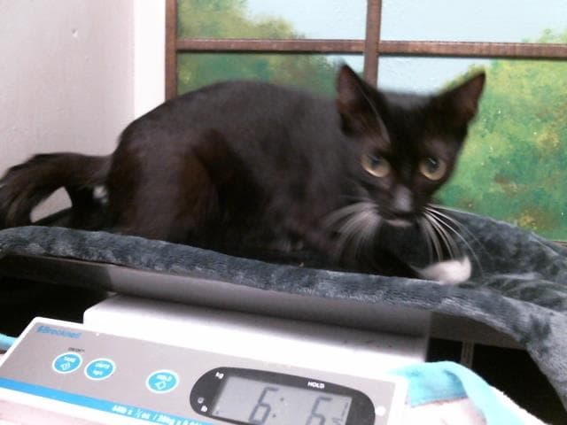 Mom - Domestic Short Hair