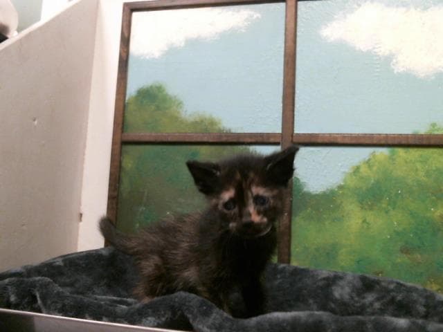 Violet - Domestic Short Hair