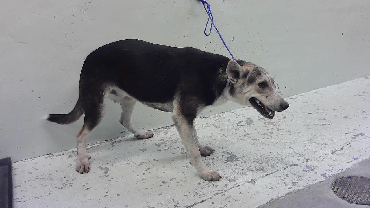 Unknown - German Shepherd Dog