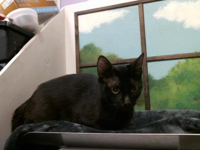 Mom - Domestic Short Hair