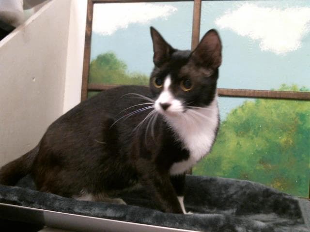 Mom - Domestic Short Hair