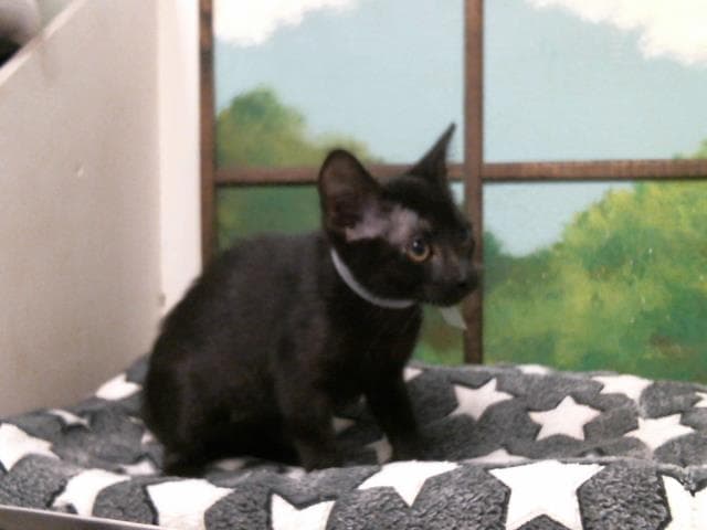 Kelly - Domestic Short Hair
