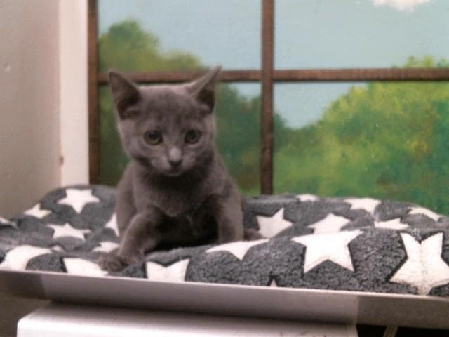Kylie - Russian Blue