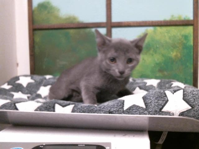 Ken - Russian Blue