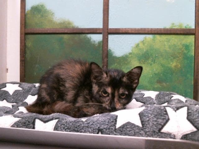 Micha - Domestic Short Hair