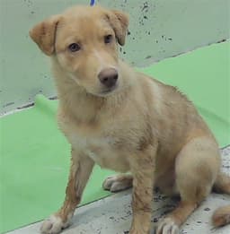 Milo image 1