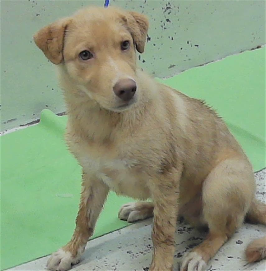 Milo - Labrador Retriever