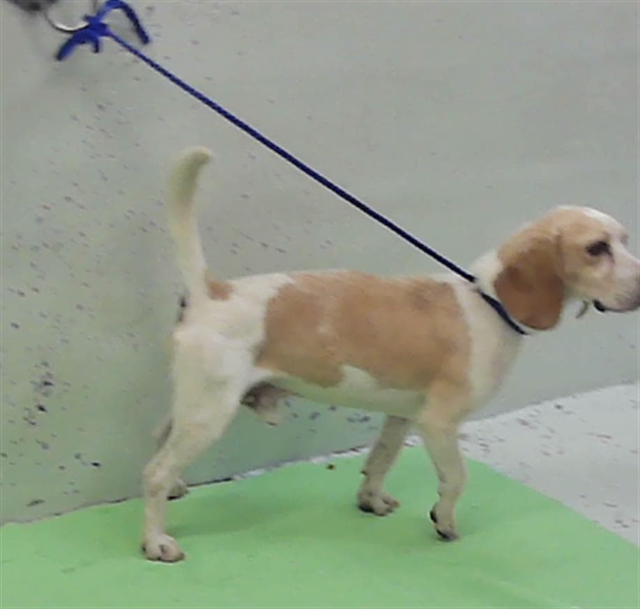 Unknown - Beagle