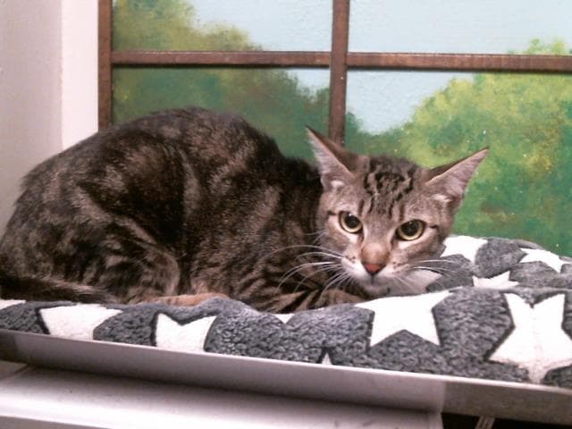 Lisa Dee - Domestic Short Hair