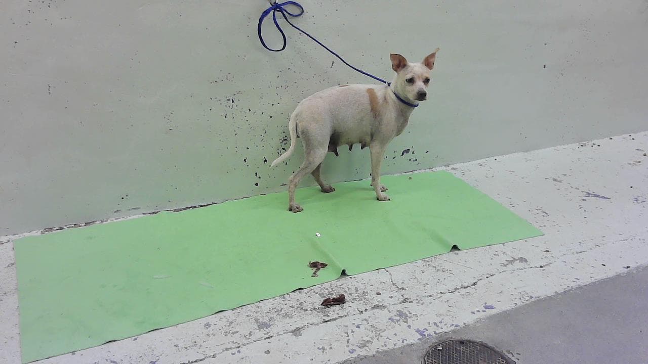 Mom - Chihuahua