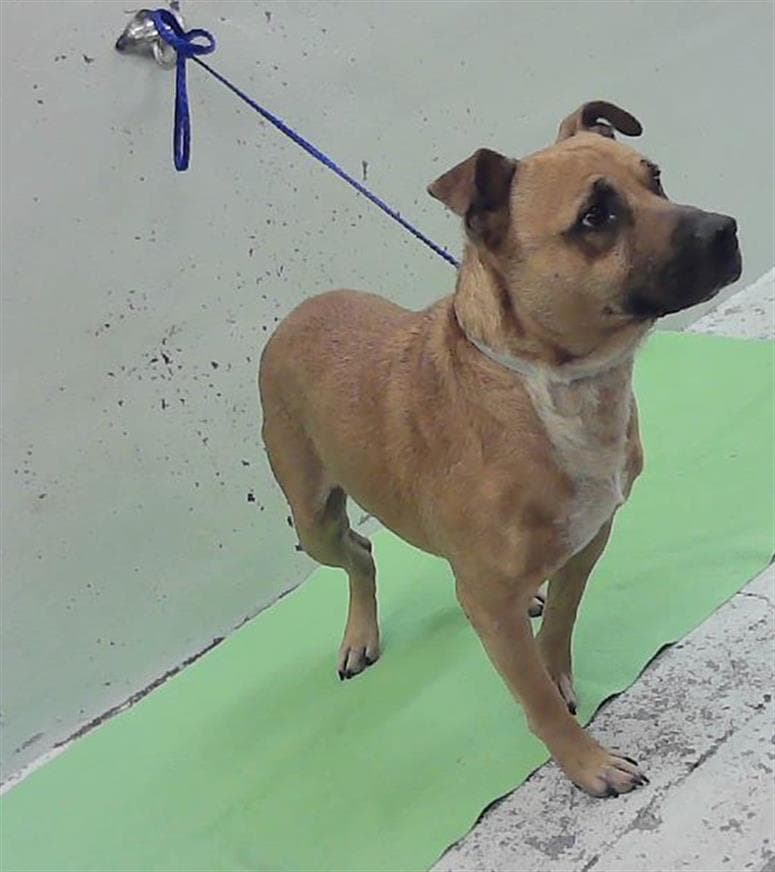 Unknown - Staffordshire Bull Terrier