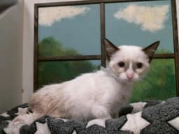 Layla image 1