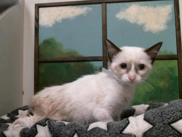 Layla - Siamese