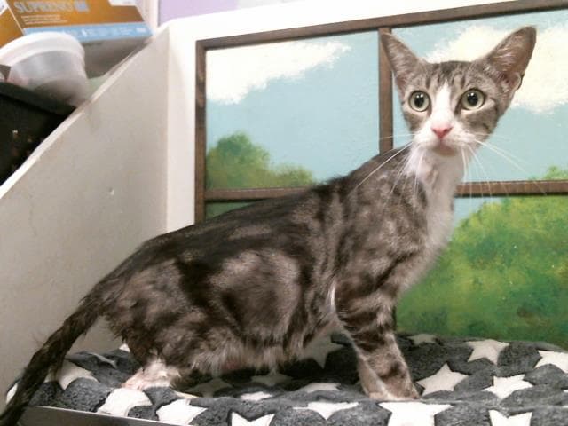 Unknown - Domestic Short Hair