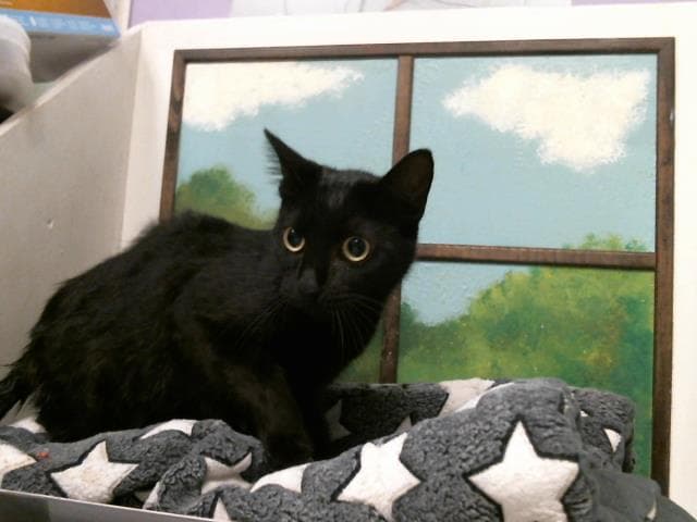 Unknown - Domestic Short Hair