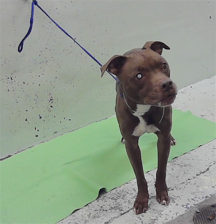 Teddy - Staffordshire Bull Terrier