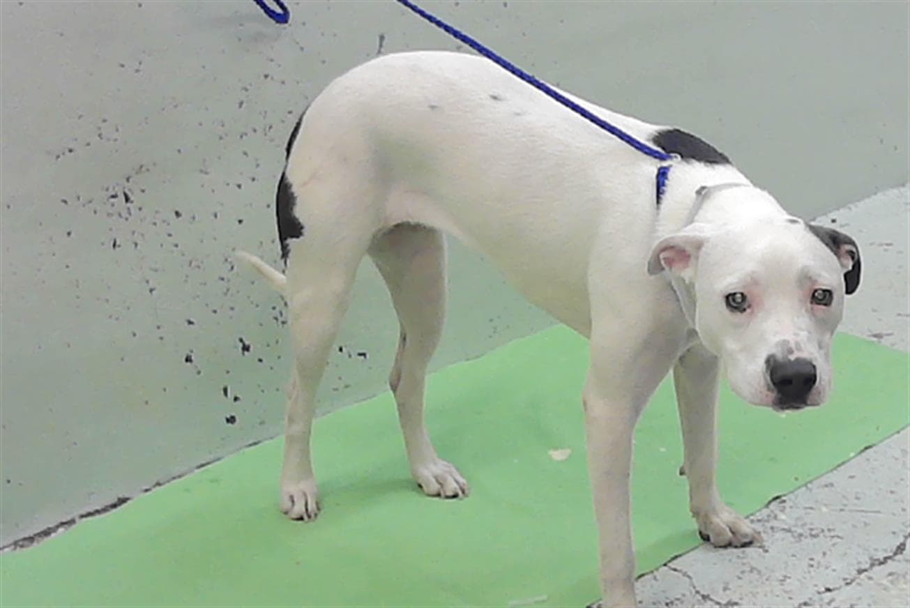 Princess - Staffordshire Bull Terrier