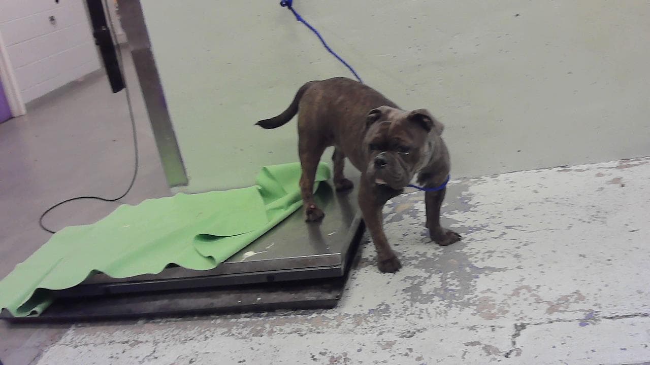 Chloe - American Bulldog