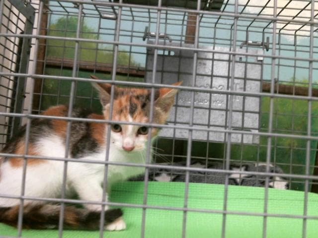 Kitten - Domestic Short Hair