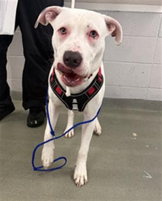 Zeus - Dogo Argentino