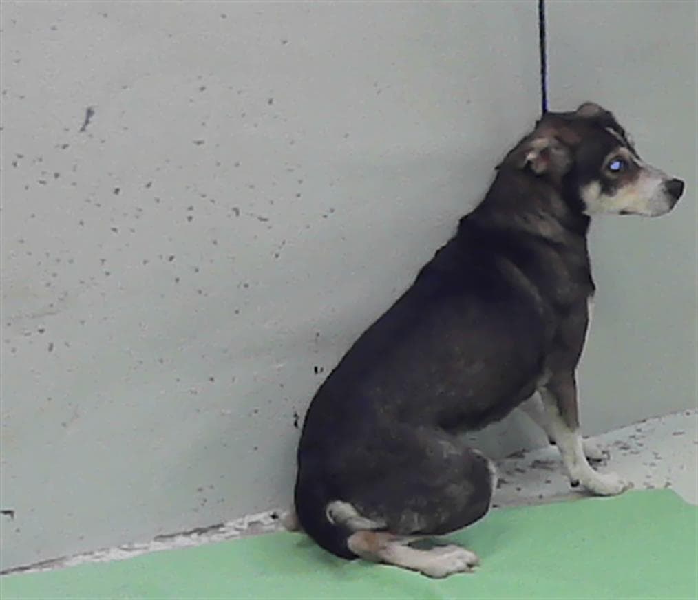 Unknown - Chihuahua