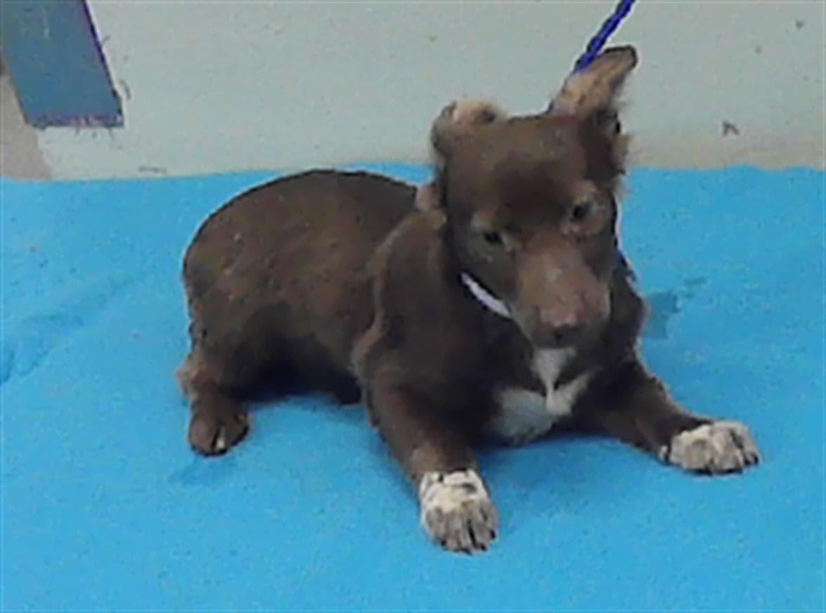 Unknown - Chihuahua