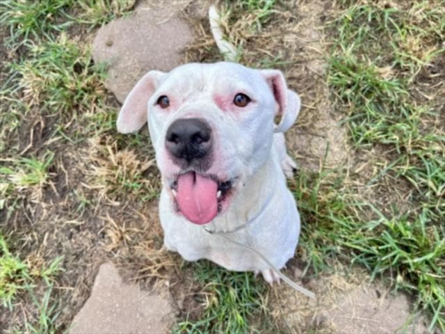 Chloe - Staffordshire Bull Terrier