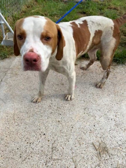Unknown - Staffordshire Bull Terrier