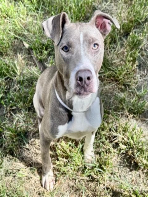 Unknown - Staffordshire Bull Terrier