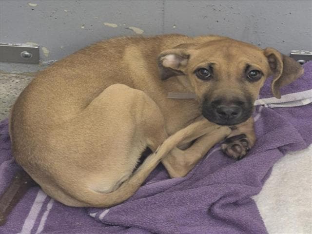 Unknown - Staffordshire Bull Terrier