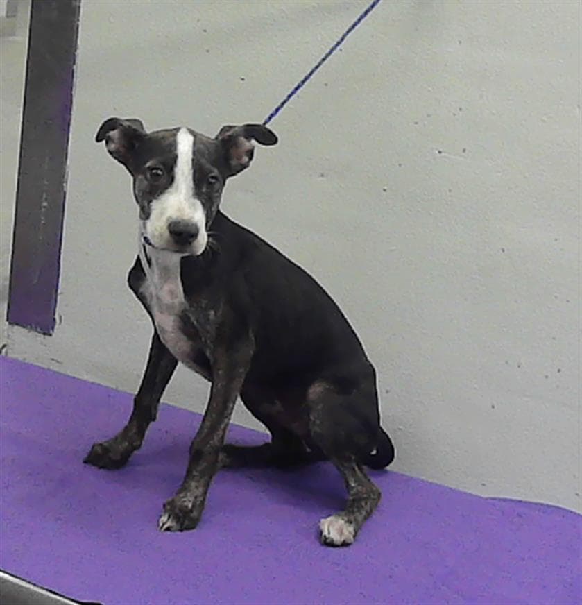 Unknown - Staffordshire Bull Terrier
