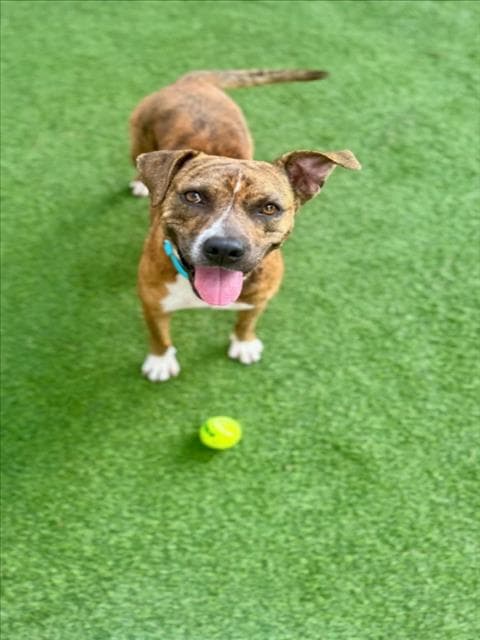Sunshine - Staffordshire Bull Terrier