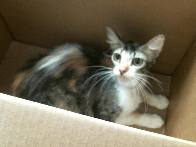 Unknown - Domestic Short Hair