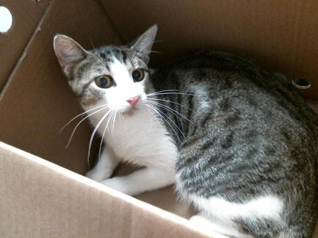 Unknown - Domestic Short Hair