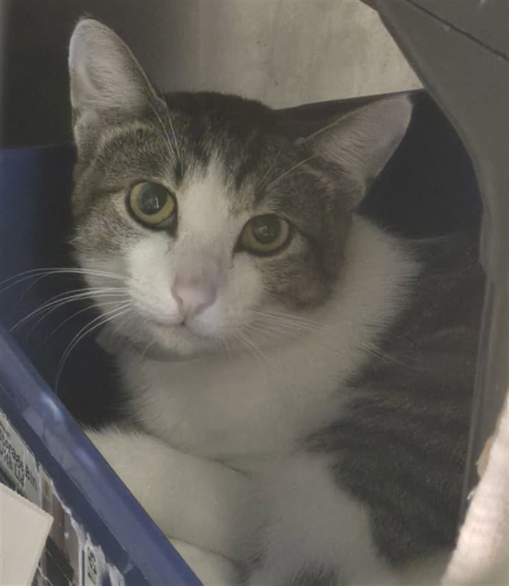 Unknown - Domestic Short Hair