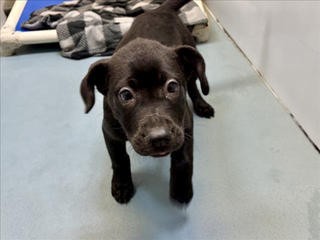Unknown - Staffordshire Bull Terrier