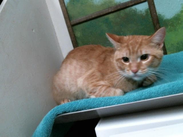 Unknown - Domestic Short Hair