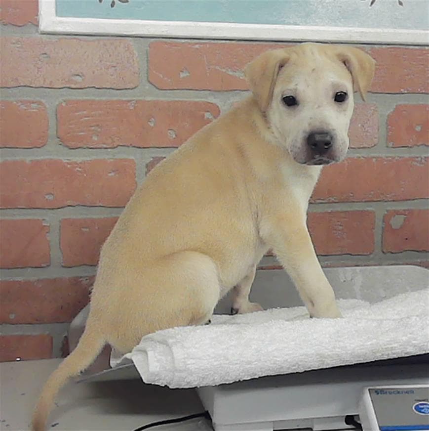 Unknown - Staffordshire Bull Terrier
