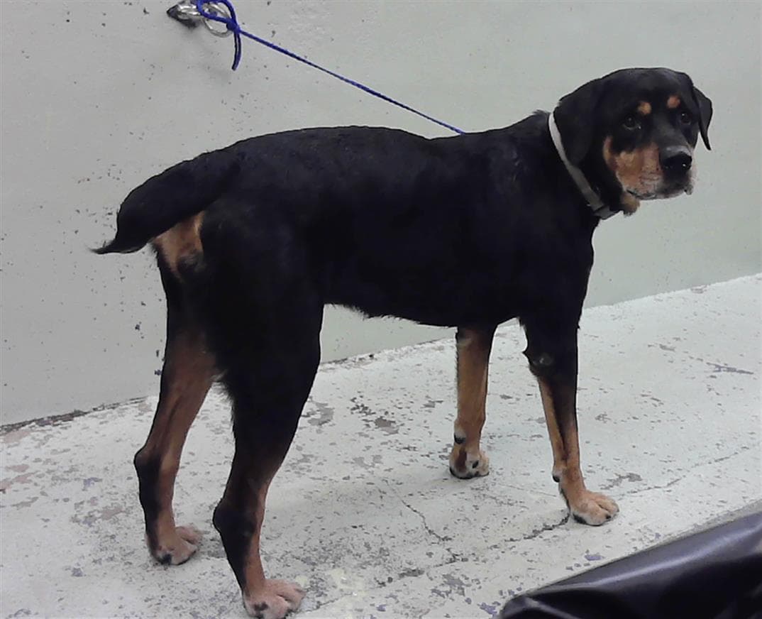 Zeus - Rottweiler