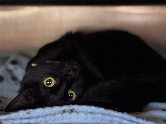 Cornelio - Domestic Short Hair