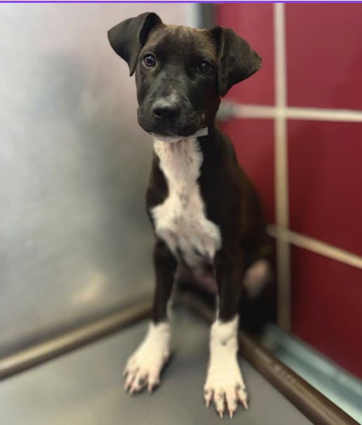 Unknown - American Staffordshire Terrier