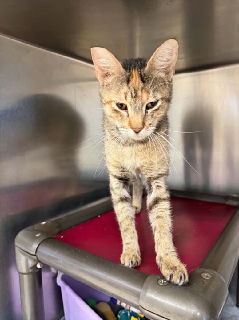 Lyra - Domestic Short Hair