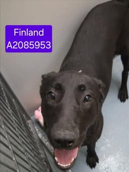 Finland image 1