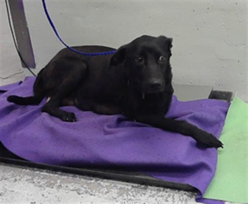 Eureka - Labrador Retriever