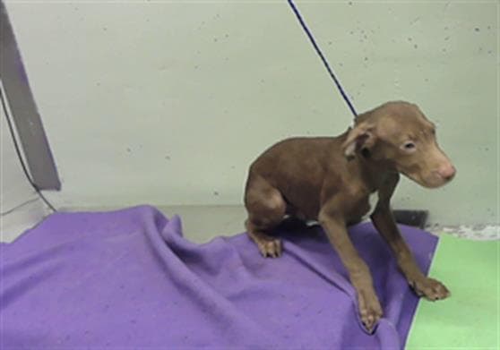 Unknown - English Coonhound