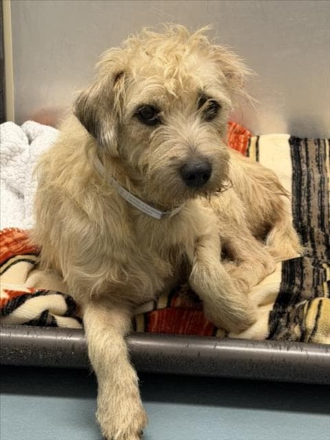 Unknown - Miniature Schnauzer