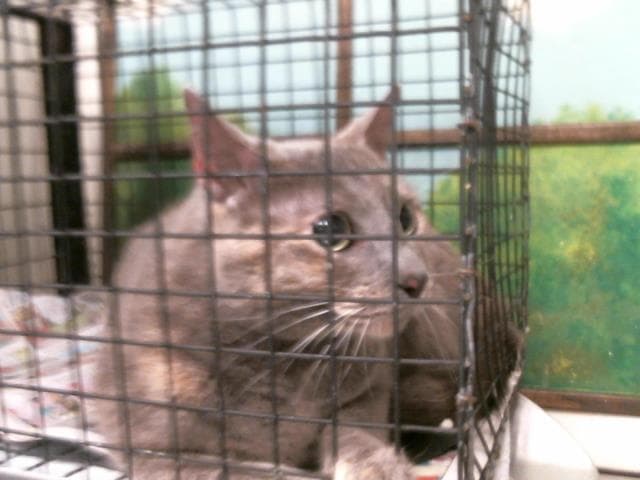 Liesl - Domestic Short Hair