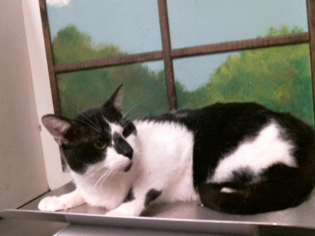 Spot - Domestic Short Hair