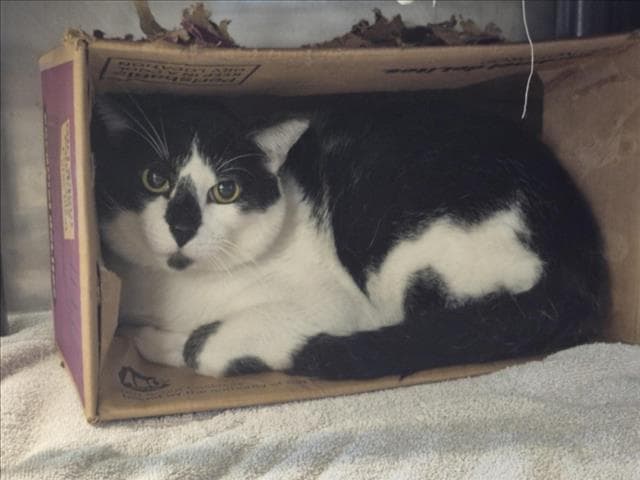 Spot - Domestic Short Hair