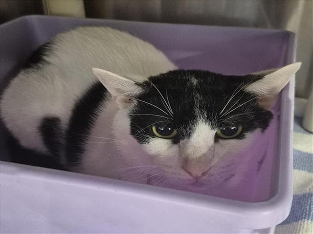 Auto - Domestic Short Hair
